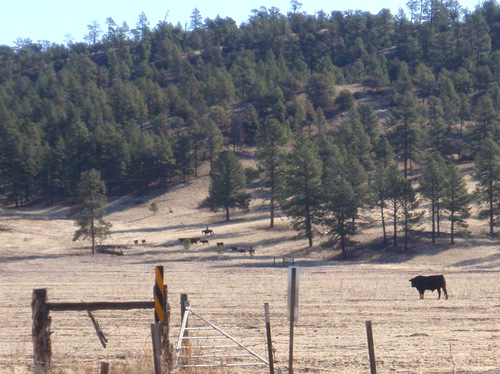 I watch a Vaquero round up some cattle.